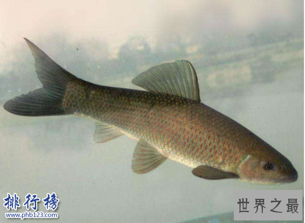 　　导语：据说唐朝的时候因为皇室家族姓李所以禁止养殖鲤鱼，渔民们为了生存只有寻找其它品种的鱼类来养殖所以就有了现在的青鱼、草鱼、鲢鱼、鳙鱼等中国四大淡水鱼，今天排行榜123网整理了中国四大淡水鱼介绍一起来了解一下。  　　中国四大淡水鱼：青鱼、草鱼、鲢鱼、鲫鱼  　　四、鲫鱼  　　鲫鱼又称鲋鱼、鲫瓜子、鲫皮子等多种叫法每个地区的名字都不一样。是中国四大淡水鱼之一，外形长得和鲢鱼差不多体形是扁平的头部很大很宽，这种鱼生活在湖泊或者河水里面以及池塘边都有大部分在水的中上层以浮游植物为食，经常吃这种鱼有助于增加记忆力营养价值高。  　　三、鲢鱼  　　鲢鱼是我们生活中经常见到经常食用的一种鱼，鲢鱼比较好养殖生活在湖泊或者池塘里面，一般都是人工饲养的生长速度很快一般与其它鱼类养在一起肉质鲜嫩营养价值高。  　　二、草鱼  　　草鱼又称为草鲩、草根、黑青鱼等多种名字。是生活在湖泊或者河里面的一种淡水鱼，以浮游植物、蚯蚓为食物比较活泼生长速度很快人工饲养的时候还会放入饲料据说在亚洲、欧美、非洲等国家也有草鱼是中国移植过去的。  　　一、青鱼  　　青鱼又称黑鲩，是一种颜色有点发青的鱼，也是中国四大淡水鱼之一主要生活在长江和湖泊里面，这种鱼主要是以水里面的浮游植物为食物生长速度很快，身上的鳞片很多现在已经移植到美国、非洲、欧洲等很多国家。  　　结语：以上就是排行榜123网小编为大家盘点的中国四大淡水鱼，这些鱼我们在生活中经常见到不管是做成烤鱼还是红烧的肉质鲜美十分美味而且营养价值很高。