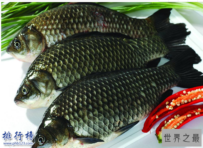 　　导语：据说唐朝的时候因为皇室家族姓李所以禁止养殖鲤鱼，渔民们为了生存只有寻找其它品种的鱼类来养殖所以就有了现在的青鱼、草鱼、鲢鱼、鳙鱼等中国四大淡水鱼，今天排行榜123网整理了中国四大淡水鱼介绍一起来了解一下。  　　中国四大淡水鱼：青鱼、草鱼、鲢鱼、鲫鱼  　　四、鲫鱼  　　鲫鱼又称鲋鱼、鲫瓜子、鲫皮子等多种叫法每个地区的名字都不一样。是中国四大淡水鱼之一，外形长得和鲢鱼差不多体形是扁平的头部很大很宽，这种鱼生活在湖泊或者河水里面以及池塘边都有大部分在水的中上层以浮游植物为食，经常吃这种鱼有助于增加记忆力营养价值高。  　　三、鲢鱼  　　鲢鱼是我们生活中经常见到经常食用的一种鱼，鲢鱼比较好养殖生活在湖泊或者池塘里面，一般都是人工饲养的生长速度很快一般与其它鱼类养在一起肉质鲜嫩营养价值高。  　　二、草鱼  　　草鱼又称为草鲩、草根、黑青鱼等多种名字。是生活在湖泊或者河里面的一种淡水鱼，以浮游植物、蚯蚓为食物比较活泼生长速度很快人工饲养的时候还会放入饲料据说在亚洲、欧美、非洲等国家也有草鱼是中国移植过去的。  　　一、青鱼  　　青鱼又称黑鲩，是一种颜色有点发青的鱼，也是中国四大淡水鱼之一主要生活在长江和湖泊里面，这种鱼主要是以水里面的浮游植物为食物生长速度很快，身上的鳞片很多现在已经移植到美国、非洲、欧洲等很多国家。  　　结语：以上就是排行榜123网小编为大家盘点的中国四大淡水鱼，这些鱼我们在生活中经常见到不管是做成烤鱼还是红烧的肉质鲜美十分美味而且营养价值很高。