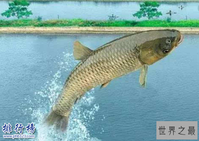 中国四大家鱼:四大家鱼哪四种