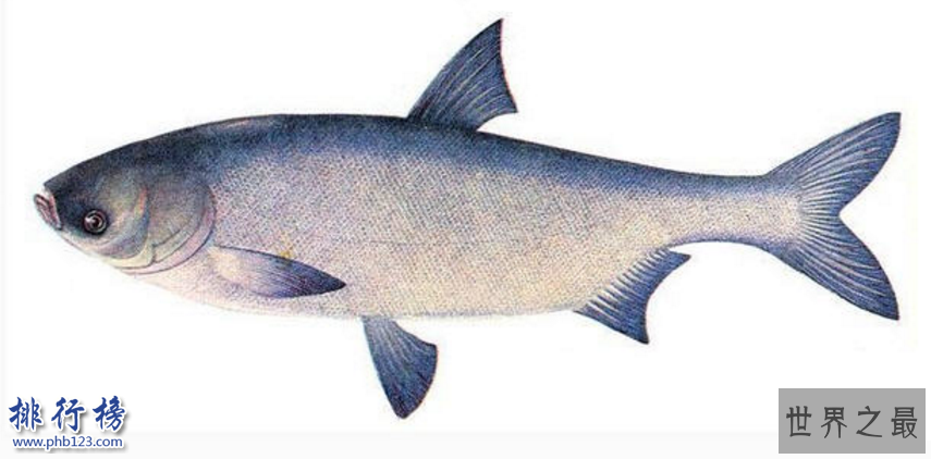 中国四大家鱼:四大家鱼哪四种