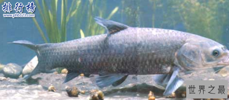 中国四大家鱼:四大家鱼哪四种