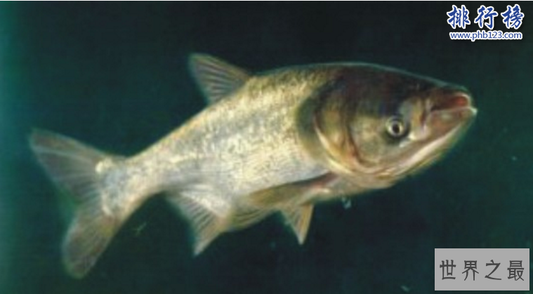 中国四大家鱼:四大家鱼哪四种