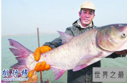 中国四大家鱼：草鱼暖胃降血压,鲢鱼最好养