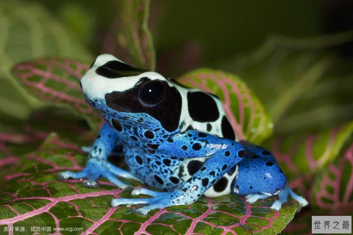 世界上十大最危险动物 第一名可能就在你身边