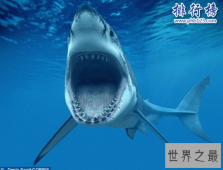世界上十大最危险动物：第一名可能就在你身边(一年杀死72万人)