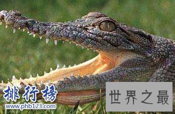 世界上十大最危险动物 第一名可能就在你身边