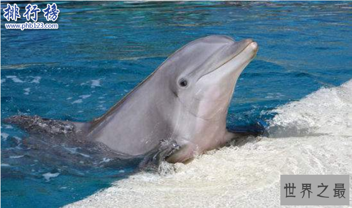 世界十大动物杀手：北极熊一巴掌可以拍到你脑浆崩裂，千万小心！