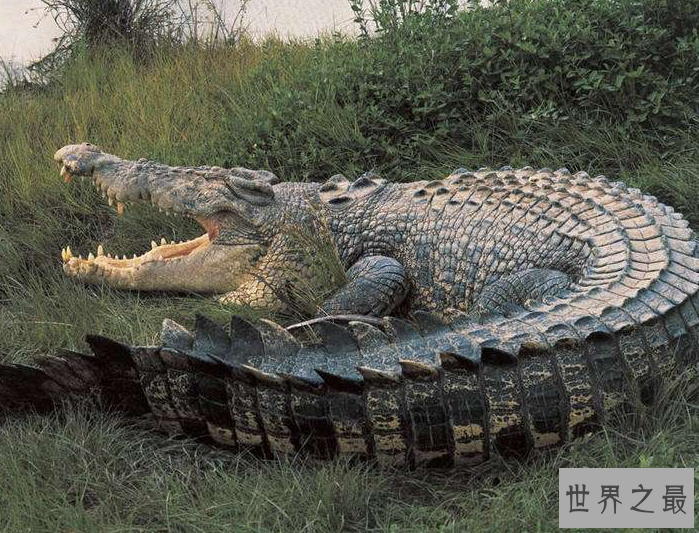 世界十大动物杀手：北极熊一巴掌可以拍到你脑浆崩裂，千万小心！