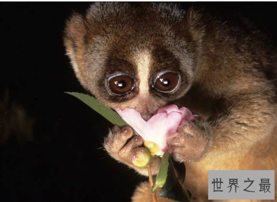 世界十大动物杀手：北极熊一巴掌可以拍到你脑浆崩裂，千万小心！