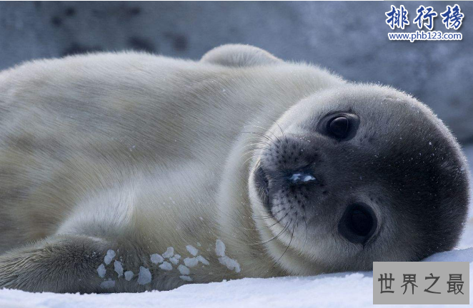 世界十大动物杀手：北极熊一巴掌可以拍到你脑浆崩裂，千万小心！