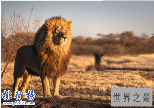 世界十大动物杀手：北极熊一巴掌可以拍到你脑浆崩裂，千万小心！