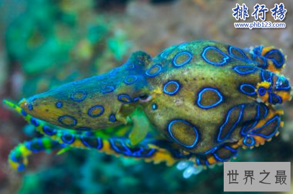 世界十大动物杀手：北极熊一巴掌可以拍到你脑浆崩裂，千万小心！