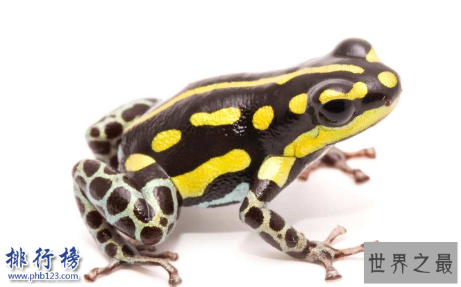 世界十大动物杀手：北极熊一巴掌可以拍到你脑浆崩裂，千万小心！