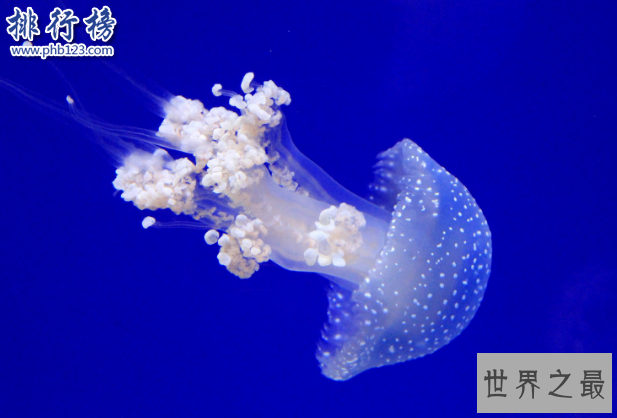 世界十大动物杀手：北极熊一巴掌可以拍到你脑浆崩裂，千万小心！