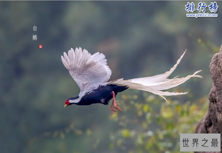 世界上最后一只凤凰
