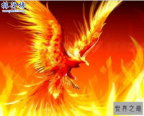 世界上最后一只凤凰：被守护着的人可以长生不老