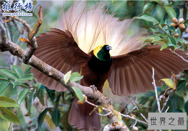 世界上最后一只凤凰