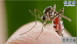 世界最大的蚊子吃人：非洲蚊子咬死近40人（毒性似瘟疫）