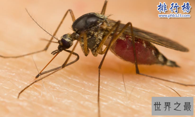 世界十大毒王动物：分分钟毒死你