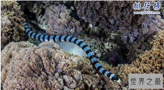 世界十大毒王动物：分分钟毒死你