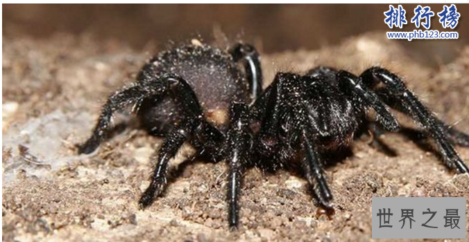 世界十大毒王动物：分分钟毒死你