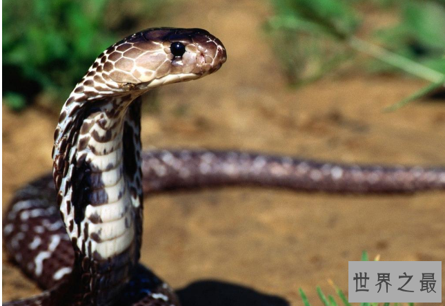 世界十大毒王动物：分分钟毒死你