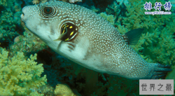 世界十大毒王动物：最毒海黄蜂让人30秒丧命！