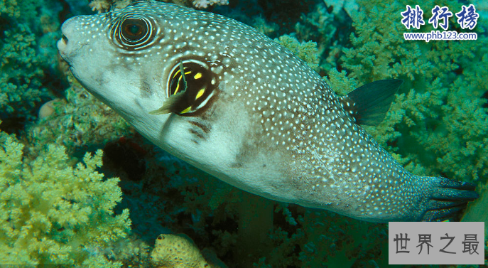 世界十大毒王动物：分分钟毒死你