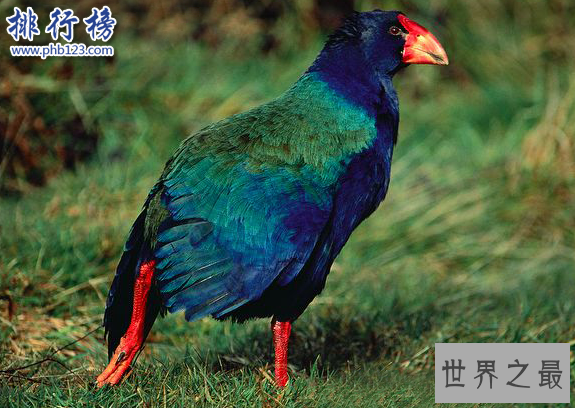 世界十大奇迹动物:爱尔兰大鹿死而复生