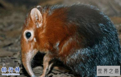 世界十大奇迹动物:爱尔兰大鹿死而复生