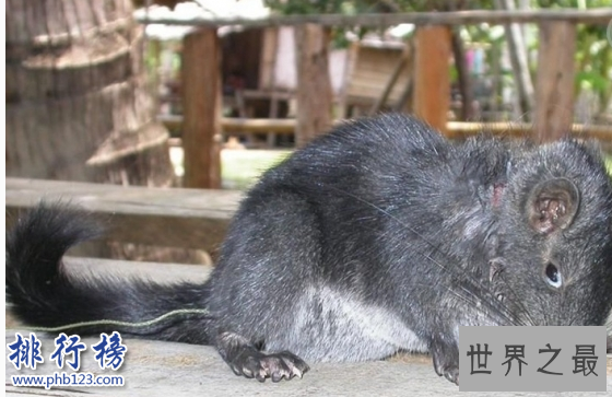 世界十大奇迹动物:爱尔兰大鹿死而复生