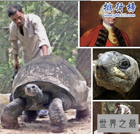 世界十大奇迹动物:爱尔兰大鹿死而复生