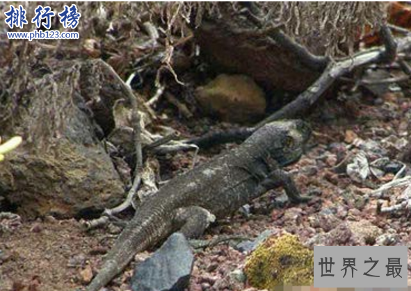 世界十大奇迹动物:爱尔兰大鹿死而复生