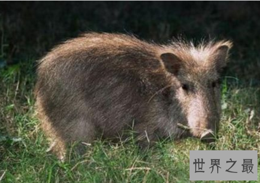 世界十大奇迹动物:爱尔兰大鹿死而复生