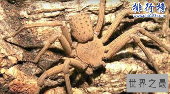 世界十大毒虫排行榜：第二种咬伤3万人造成经济损失近10亿