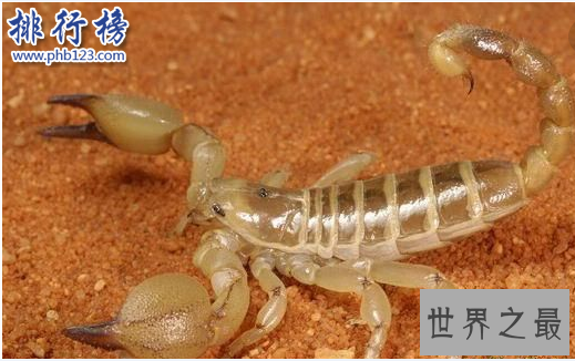 世界十大毒虫排行榜：第二种咬伤3万人造成经济损失近10亿