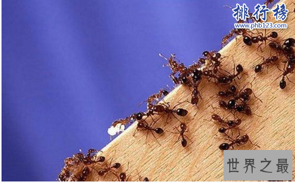 世界十大毒虫排行榜：第二种咬伤3万人造成经济损失近10亿