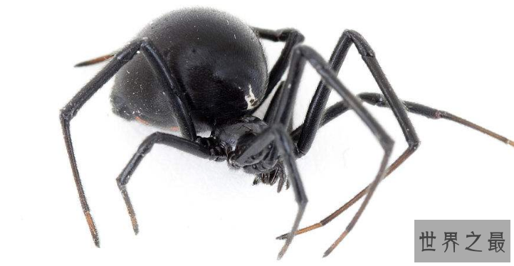 世界十大毒虫排行榜：第二种咬伤3万人造成经济损失近10亿