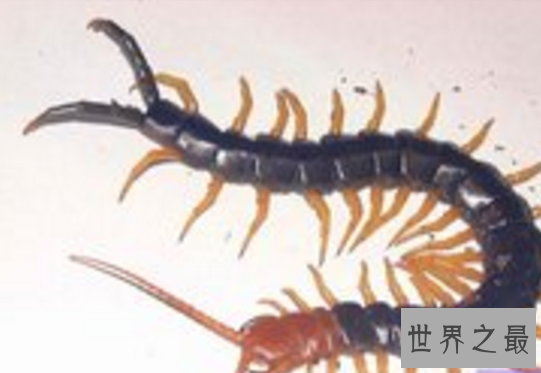 世界十大毒虫排行榜：第二种咬伤3万人造成经济损失近10亿