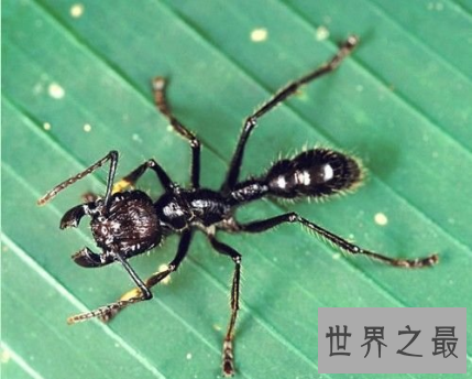 世界十大毒虫排行榜：第二种咬伤3万人造成经济损失近10亿