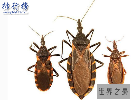 世界十大毒虫排行榜：第二种咬伤3万人造成经济损失近10亿