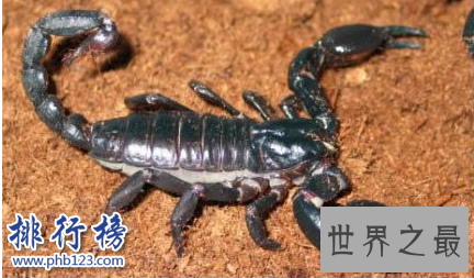 世界十大毒虫排行榜：第二种咬伤3万人造成经济损失近10亿