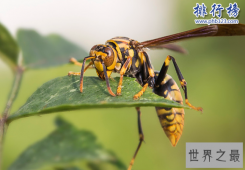 世界十大毒虫排行榜：火红蚁咬伤巴西3万人(战斗力恐怖)