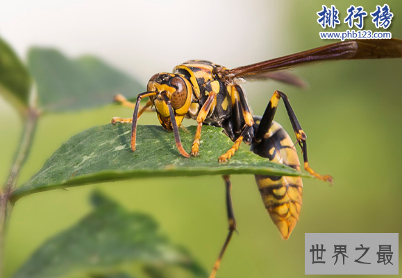 世界十大毒虫排行榜：第二种咬伤3万人造成经济损失近10亿