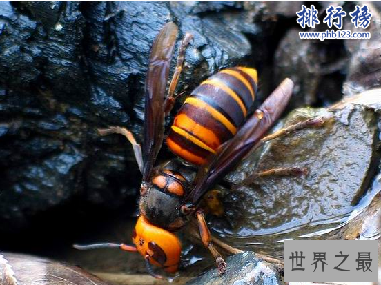 世界十大毒虫排行榜：第二种咬伤3万人造成经济损失近10亿