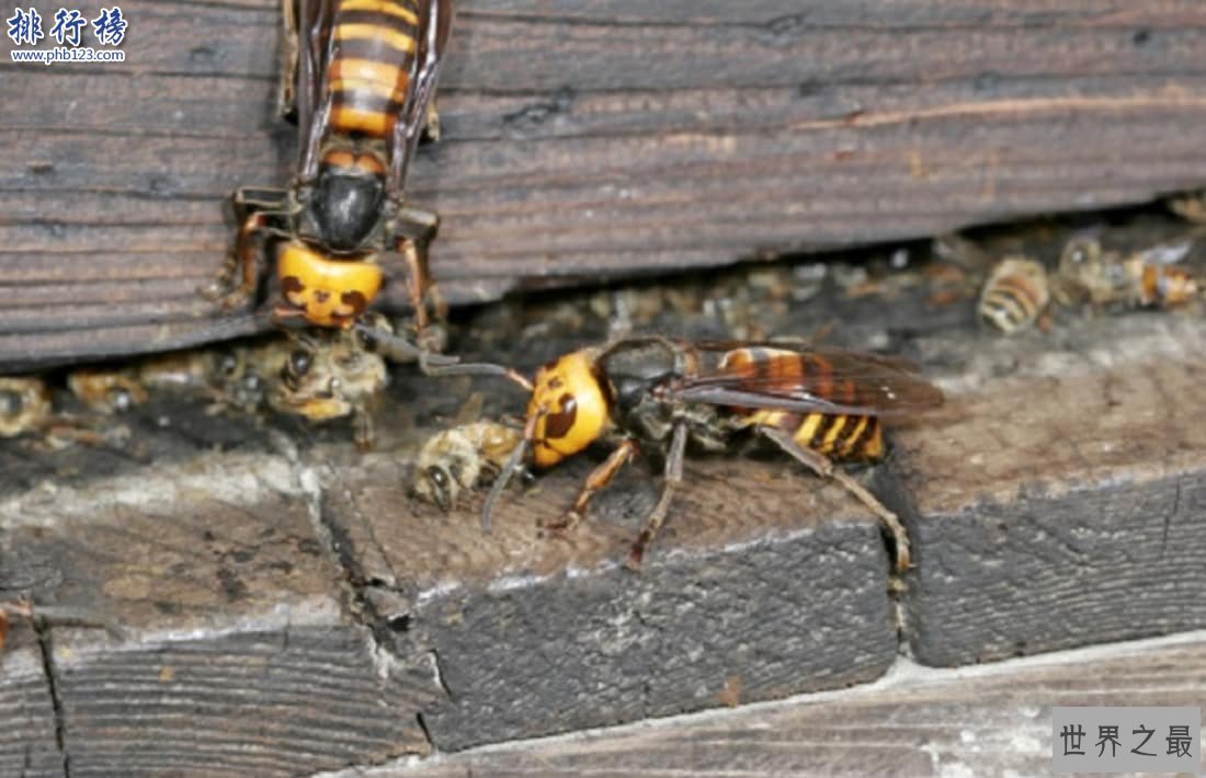 昆虫界十大顶级杀手：黑刺大腭蚁曾灭二战德军精锐！