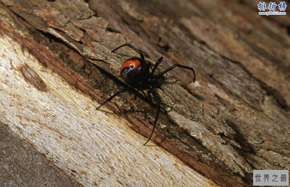 昆虫界十大顶级杀手：黑刺大腭蚁曾灭二战德军精锐！