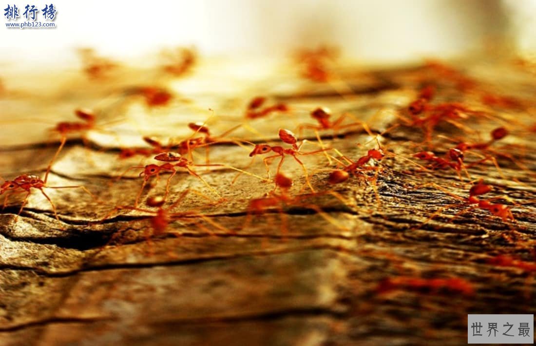 昆虫界十大顶级杀手：黑刺大腭蚁曾灭二战德军精锐！
