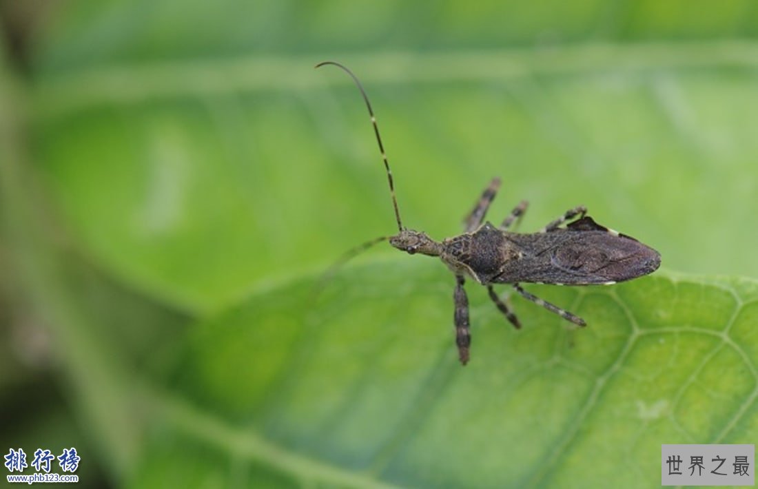 昆虫界十大顶级杀手：黑刺大腭蚁曾灭二战德军精锐！