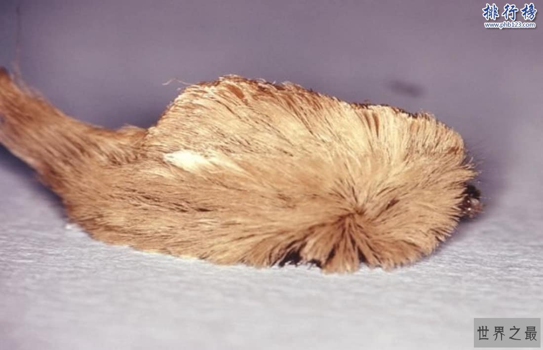 昆虫界十大顶级杀手：黑刺大腭蚁曾灭二战德军精锐！